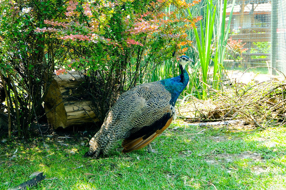 Pension La Cupola Târgu-Mureş Exteriér fotografie
